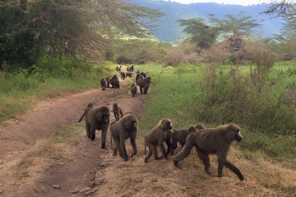 Description of image