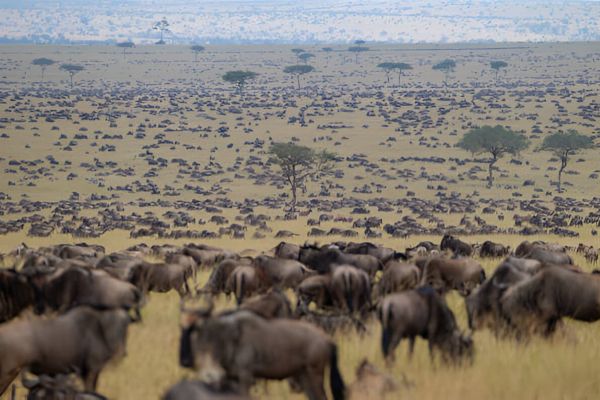 Description of image