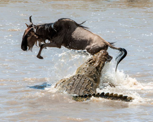 Mara River Crossing