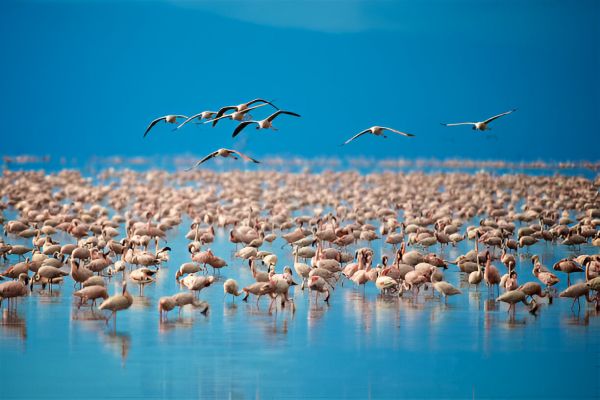Lake Manyara National Park