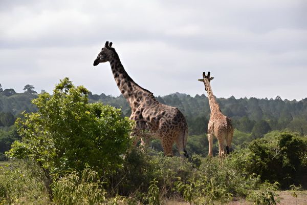 Arusha National Park