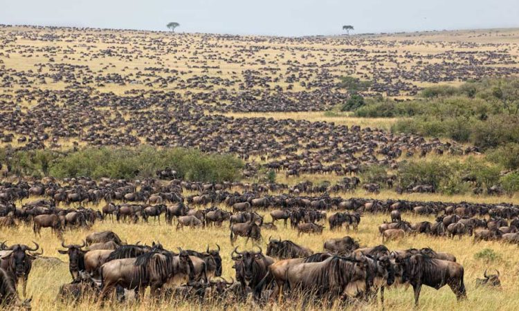 Serengeti National Park